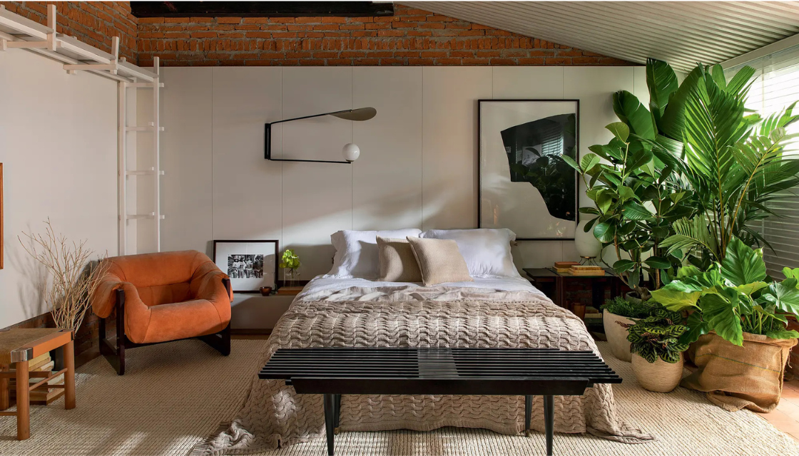 Decorative Plants That Transform Your Home Environment